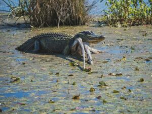 Крокодил в болоте фото